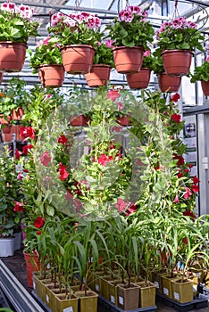 Flowers in pots in a greenhouse. Beautiful blooming green house. Greenhouse for growing seedlings of plants. Flowering plants in a