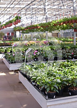 Flowers in pots in a greenhouse. Beautiful blooming green house. Greenhouse for growing seedlings of plants. Flowering plants in a