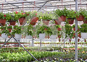 Flowers in pots in a greenhouse. Beautiful blooming green house. Greenhouse for growing seedlings of plants. Flowering plants in a