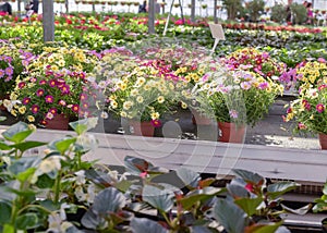 Flowers in pots in a greenhouse. Beautiful blooming green house. Greenhouse for growing seedlings of plants. Flowering plants in a