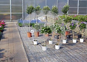 Flowers in pots in a greenhouse. Beautiful blooming green house. Greenhouse for growing seedlings of plants. Flowering plants in a