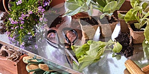 Flowers in pots with scissors on shelf