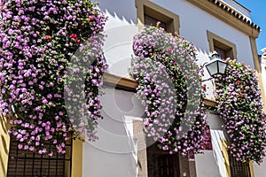 Flowers in pots on the windows in Cordoba streets, Spain