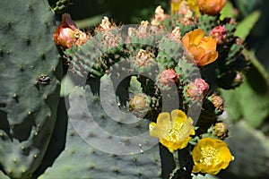 The flowers of the prickly pear photo