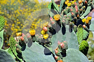 The flowers of the prickly pear photo