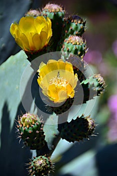 The flowers of the prickly pear photo