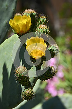 Flowers and prickly pears on a prickly pear tree photo
