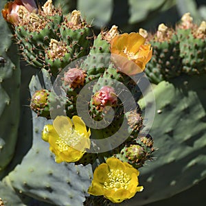 Flowers and prickly pears on a prickly pear tree photo