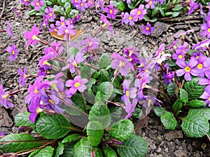 Flowers primrose Julia (Rrimula juliae)