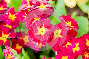 Flowers Primula bright cherry color