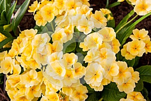 Flowers Primula bright yellow color