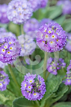Flowers Primula denticulate