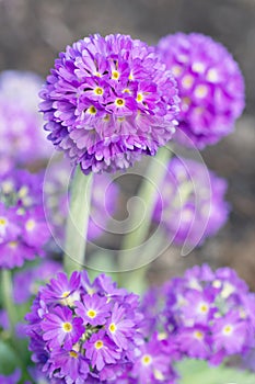 Flowers Primula denticulate