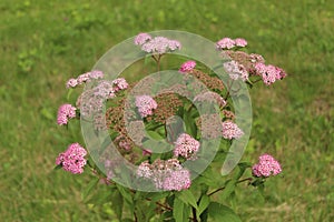 Flowers on Proletarsky Avenue in Shchelkovo City.