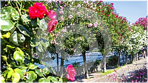 Flowers on the promenade of Belagio, Como, Italy photo