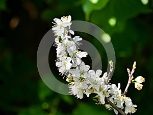 Flowers of prunus cerasifera
