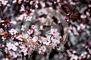 Flowers of Prunus cerasifera