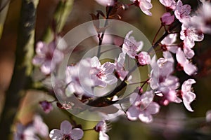 Flowers of Prunus cerasifera \'Nigra\'