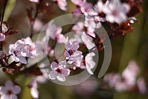 Flowers of Prunus cerasifera \'Nigra\'