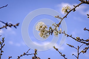 Flowers of Prunus domestica, plant in the family Rosaceae.