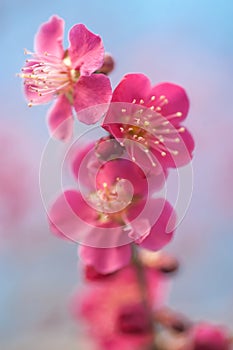 Flowers of Prunus mume Beni-chidori Tree close up