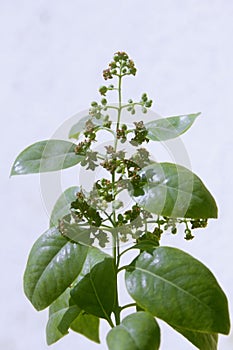 Flowers of Pterocarpus santalinus