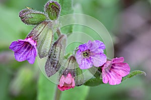 Flowers of Pulmonaria obscura photo