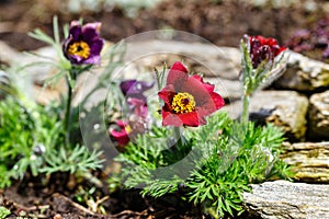 Flowers Pulsatilla vulgaris, Pulsatilla rubra