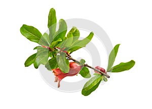 Flowers of Pumeca granatum or pomegranate isolated on white background