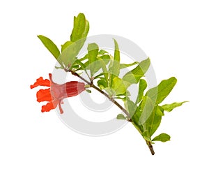 Flowers of Pumeca granatum or pomegranate isolated on white background