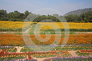 flowers and pumpkins at Jim Thomson farm