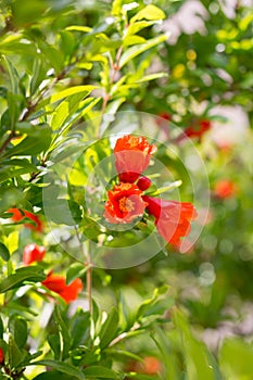 Flowers Punica granatum. Large and bright.