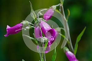 Flowers (purple)