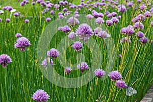 Flowers of purple allium