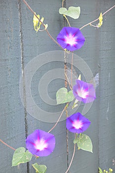 Flowers of purple Calystegia hederacea is blooming