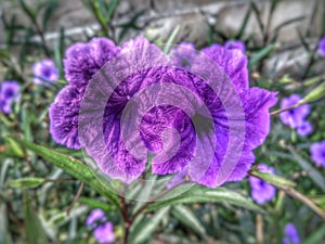 Flowers purple colour in garden