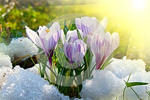 Flowers purple crocus