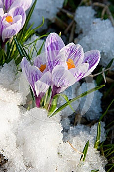 Fiori viola croco 