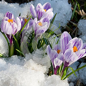 Fiori viola croco la neve 