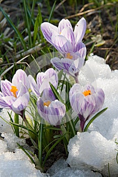 Fiori viola croco la neve 