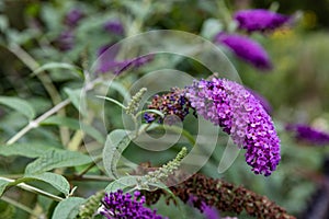 Flowers.Purple flowers.Flowers in garden.