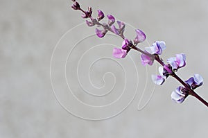 Flowers of Purple Hyacinth Bean (Lablab purpureus)