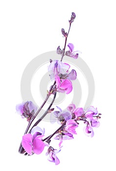 Flowers of Purple Hyacinth Bean- Lablab purpureus on an isolated white