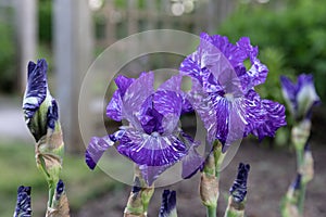 Flowers.Purple flowers.Iris. Flowers in garden. photo