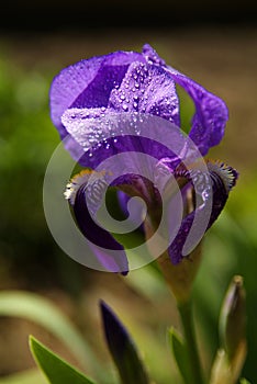 Flowers purple orchid in a garden