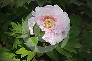 flowers, purple peony, pink peony