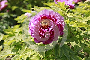 flowers, purple peony, pink peony