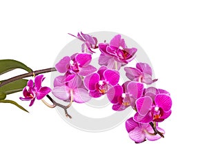 Flowers of a purple Phalaenopsis orchid isolated