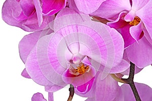 Flowers of a purple Phalaenopsis orchid isolated