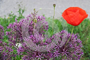 Flowers purple red allium photo